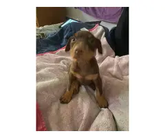 3 red Doberman puppies looking for homes - 7