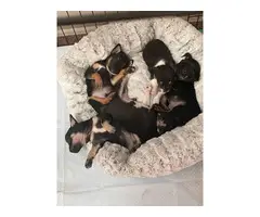 Purebred Chihuahua puppies ready by Christmas