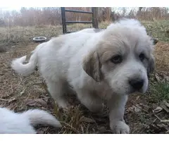 3 great Pyrenees puppies left