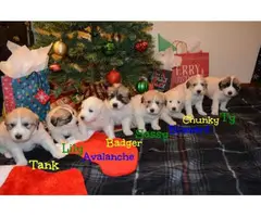 3 great Pyrenees puppies left