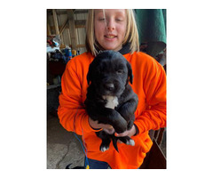4 Border Collie Mix Puppies for Sale