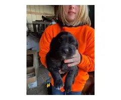 4 Border Collie Mix Puppies for Sale