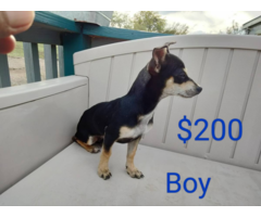 3 Chihuahua/ Dachshund mix puppies for sale