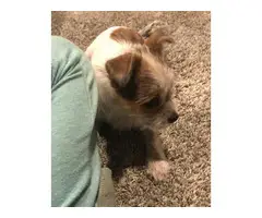 3 adorable Brussel griffon puppies