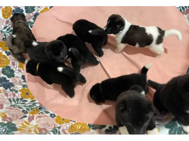 2 females and 5 males Akita babies in Baton Rouge - Puppies for Sale