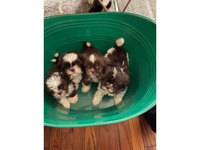 White and chocolate brown ShihTzu puppies for sale - 1/2
