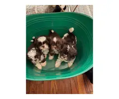 White and chocolate brown ShihTzu puppies for sale