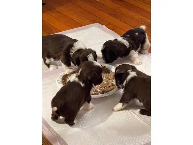 White and chocolate brown ShihTzu puppies for sale - 2/2