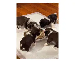 White and chocolate brown ShihTzu puppies for sale - 2