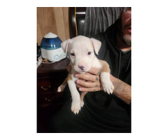 3 full blooded Pitbull puppies