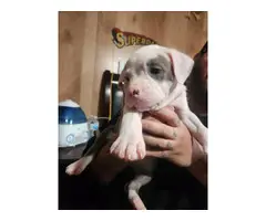 3 full blooded Pitbull puppies - 3