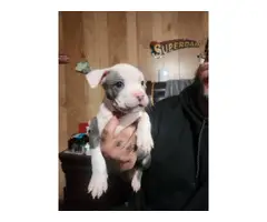 3 full blooded Pitbull puppies - 5