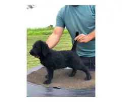 Gorgeous and healthy Goldendoodle puppy for adoption - 5