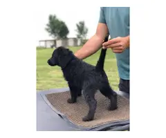 Gorgeous and healthy Goldendoodle puppy for adoption - 8