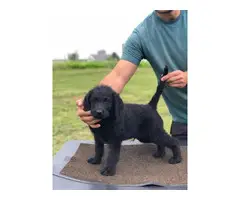 Gorgeous and healthy Goldendoodle puppy for adoption - 10
