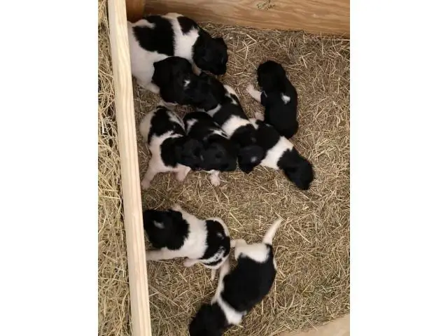 Purebred Stabyhoun puppies - 1/3