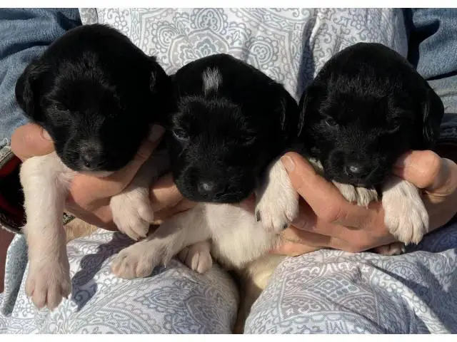 Purebred Stabyhoun puppies - 3/3