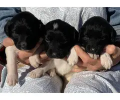 Purebred Stabyhoun puppies - 3