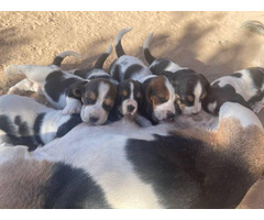 6 adorable basset hound puppies