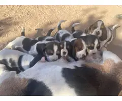 6 adorable basset hound puppies - 2