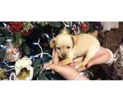 6 week old Chihuahua puppies for adoption - 6