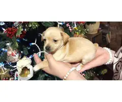 6 week old Chihuahua puppies for adoption - 8