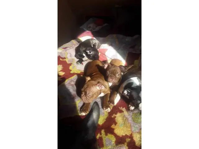 13 weeks old Boston Terrier puppies - 1/10