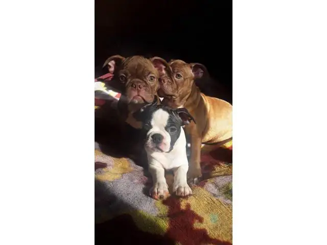 13 weeks old Boston Terrier puppies - 3/10