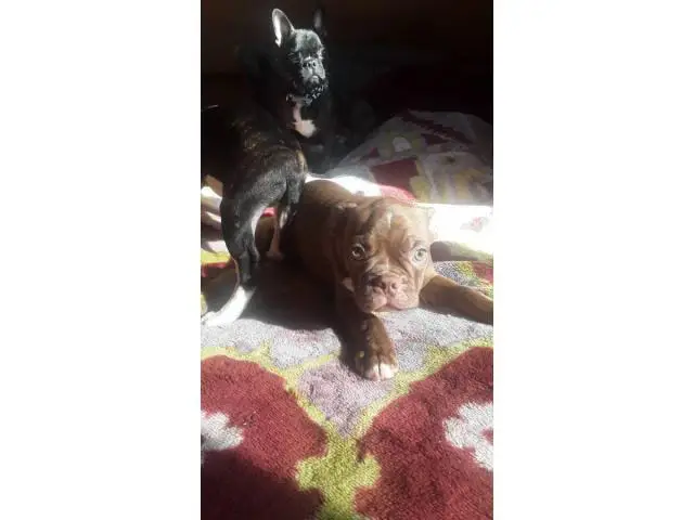 13 weeks old Boston Terrier puppies - 4/10