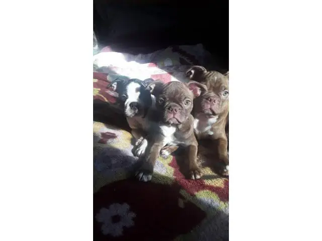 13 weeks old Boston Terrier puppies - 8/10