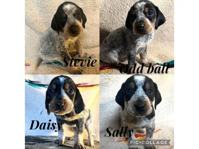 Bluetick coonhound puppies looking for homes - 1/2