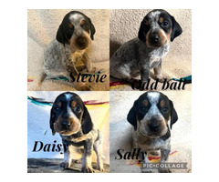 Bluetick coonhound puppies looking for homes