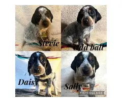 Bluetick coonhound puppies looking for homes - 1