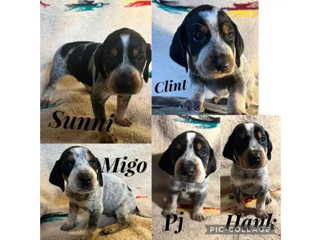 Bluetick coonhound puppies looking for homes - 2/2