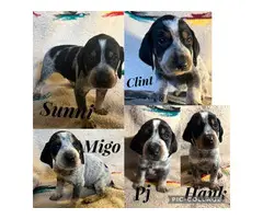 Bluetick coonhound puppies looking for homes - 2