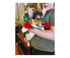 Christmas Welsh Corgi Puppy - 2