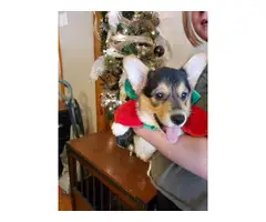Christmas Welsh Corgi Puppy - 3