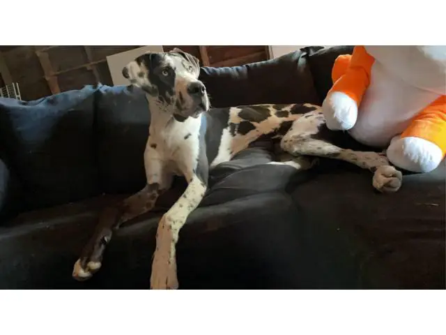 10 months old Great Dane puppy for sale - 1/5