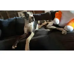 10 months old Great Dane puppy for sale