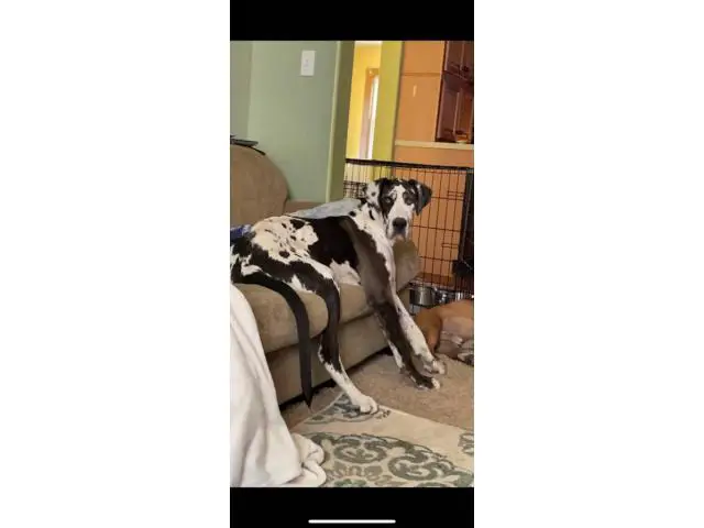 10 months old Great Dane puppy for sale - 2/5