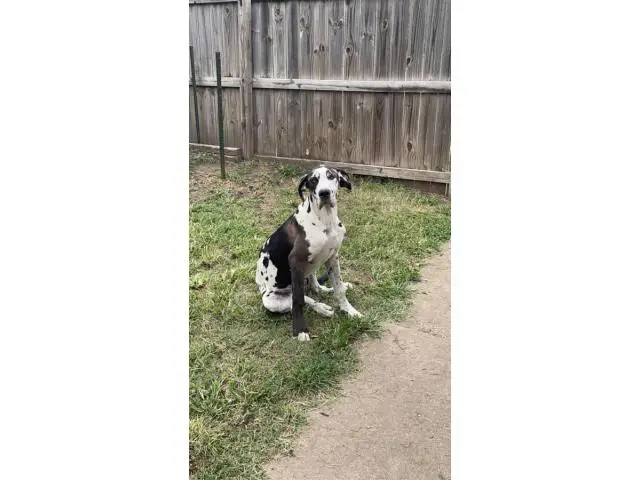 10 months old Great Dane puppy for sale - 3/5