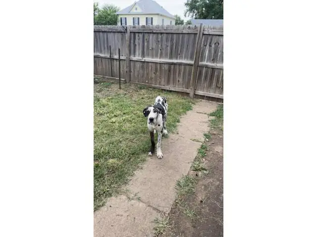 10 months old Great Dane puppy for sale - 5/5