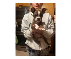 2 Boston Terrier puppies in search of a loving home