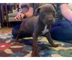 8 weeks old American Pitbull Terrier puppy