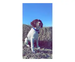 Male Brittany spaniel puppy - 2