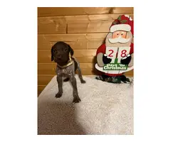 German Short Haired Pointer Puppies for Sale