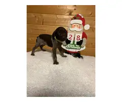 German Short Haired Pointer Puppies for Sale