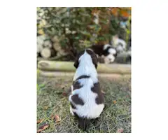 6 weeks old English Springer Spaniel puppies - 3