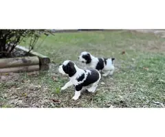 6 weeks old English Springer Spaniel puppies - 4