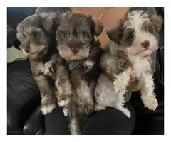 3 Mini Schnauzer puppies available